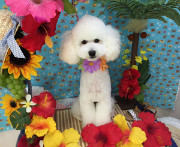 マイクロバブル