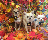 シャンプーコース