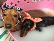 マイクロバブル