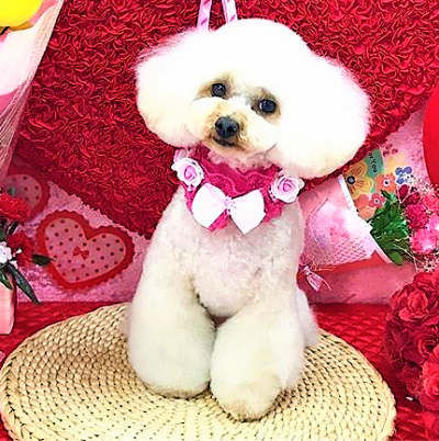 目元すっきり♪近年、ふんわりスタイルに ありがちな、全体的な持ちの悪さ。。特に目元は顕著に表われます。当店のカット技術は、愛犬それぞれの「その後」をイメージし、実用的で美しい美容を確立しております。