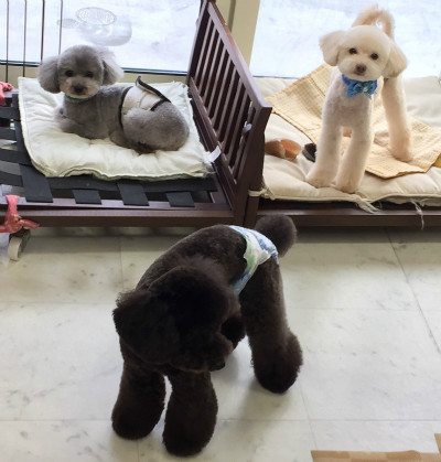 トイレしたくなっちゃったの?手伝おうか?