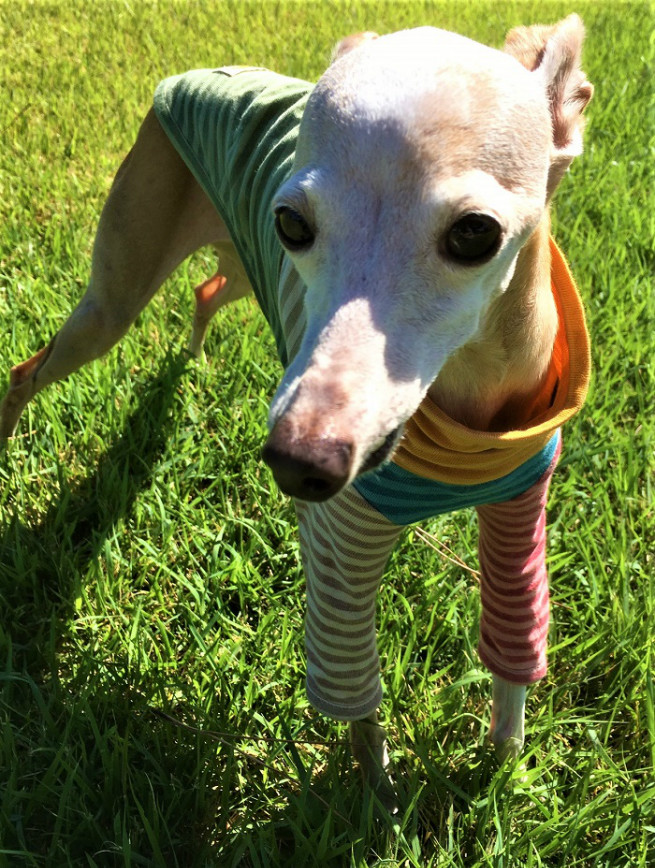 温和な性格のイタグレ、リアン。猫たちにも大人気なのだ!