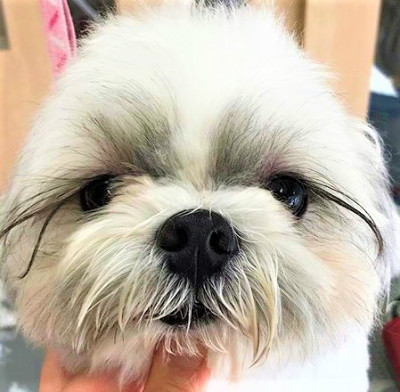 まつげ美人のシーズー犬 ビフォー!