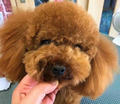 トイプードル ビフォー!