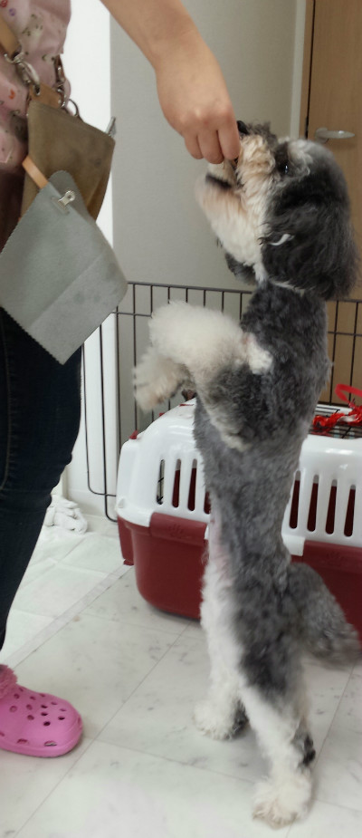 あ!あの子おやつもらってる!いいなぁ。僕も欲しいな