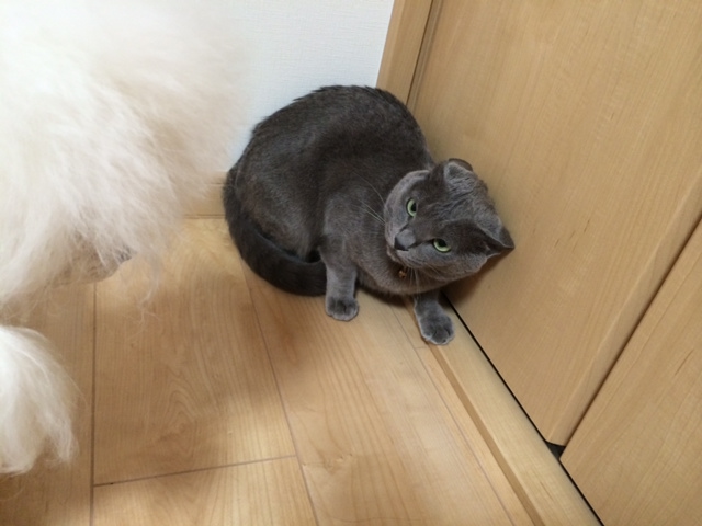 我が家のキング、トイプーのモコに追いつめられるフミコの巻!