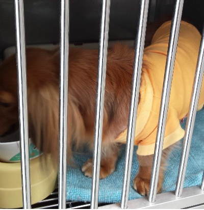 食事の時はケージに入るんだ!ゆっくり食べたいもん♪