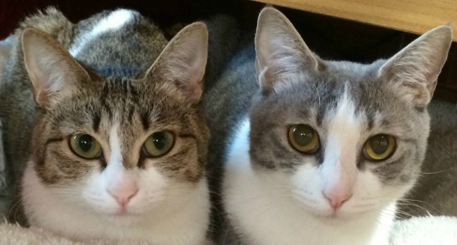 今話題の美人姉妹がそろった!