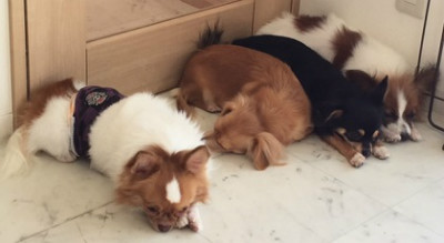 眠くなってきた。昼寝しよ。