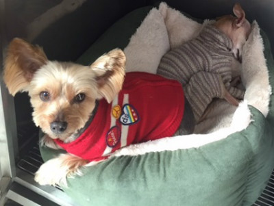 僕のベッドなのに。。誰か寝てる!