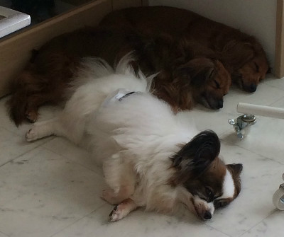 遊びもちょっと休憩。お昼寝しよう♪