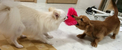 このおもちゃおもしろいなぁ♪