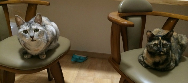 天ぷら屋さん出身「マキ」左と、コンビニ出身「ファミ」夢のコラボ♪