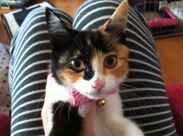 ♪ミレコォ~オ、ミレコ。こんな時もあったのに。。。今では半野生化。難しい子なのよ♪