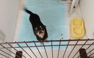 他のワンちゃんが苦手なあの子も安心して楽しんでる♪