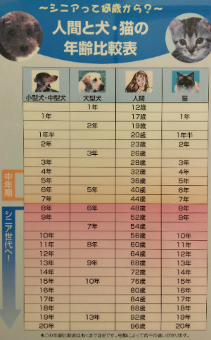 愛犬を人間に置き換えると・・・こんなに先輩だったの?!