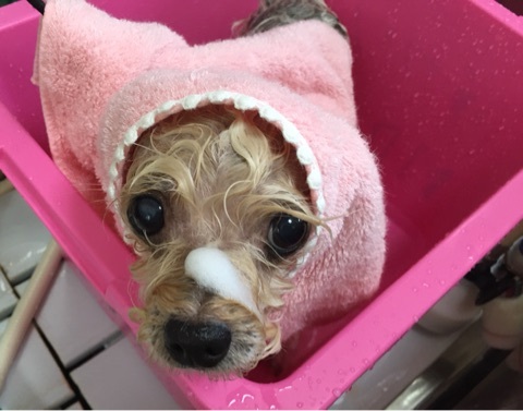 アーユルヴェーダハーブパックは湯冷めしないよう羽織で包んで、美容液を浸透させます。