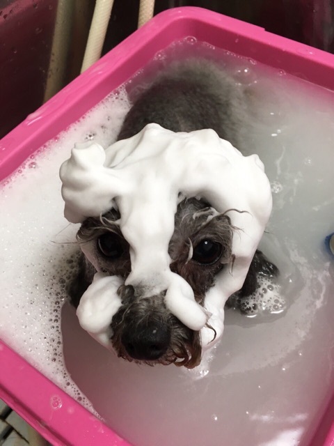 シルクの泡パックはホイップ状のシルクが被毛をコーティング♪