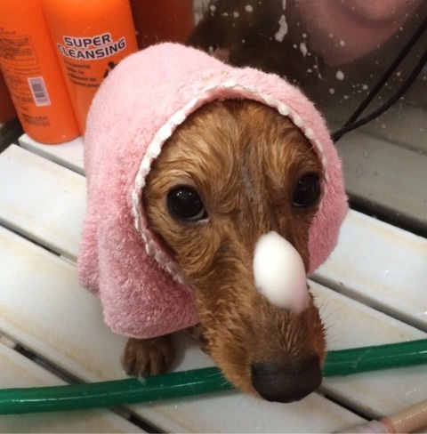 タラソテラピー沐浴、ローズモイスチャー泡パックは湯冷めしないよう羽織で包んで、美容液を浸透させます。