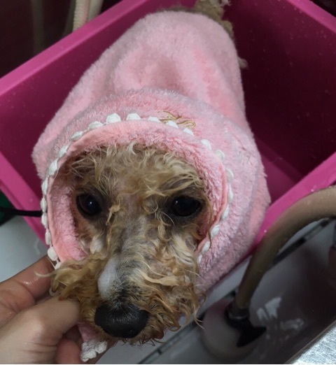 天然ミネラル泥パックは湯冷めしないよう羽織で包んで、美容液を浸透させます。