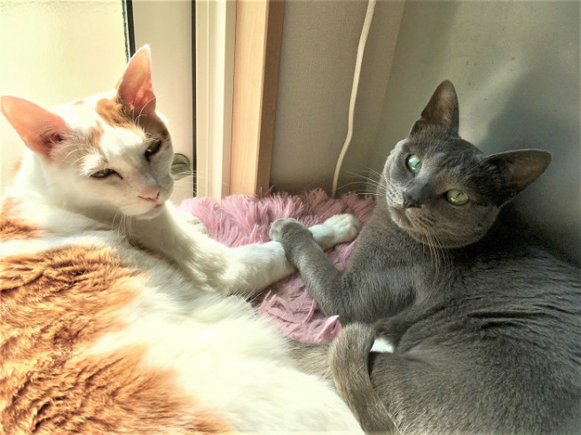 愛を誓う2猫(^0^)