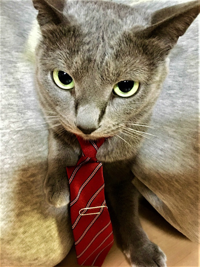 ツンデレ娘の入社式!