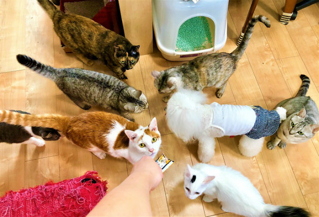 熱帯魚のように集まる集まる(^_^)