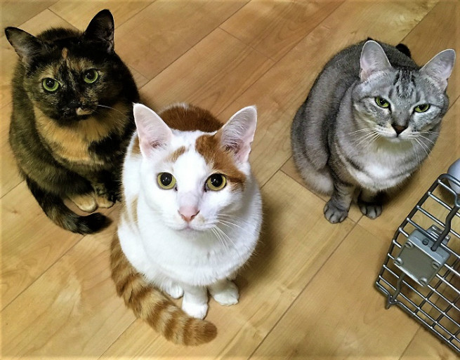 私たち、猫です。