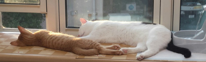 ゼロお兄さんは大きいが繊細で優しい。ももくんはお父さんだと思っているのだ!