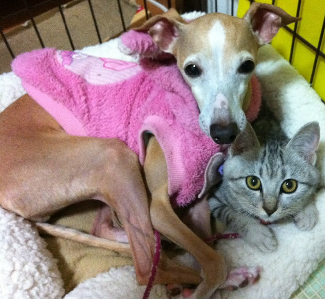 リアン兄さんは優しい。猫に大人気なのだ!