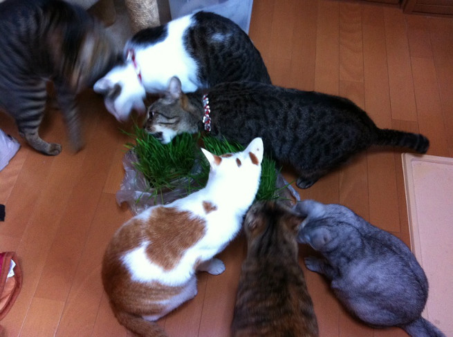 猫草だ!大集合!(これでも一部です笑)