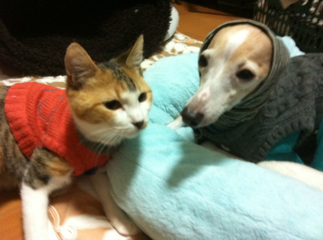 お坊さんお坊さん悟りは開けたの?