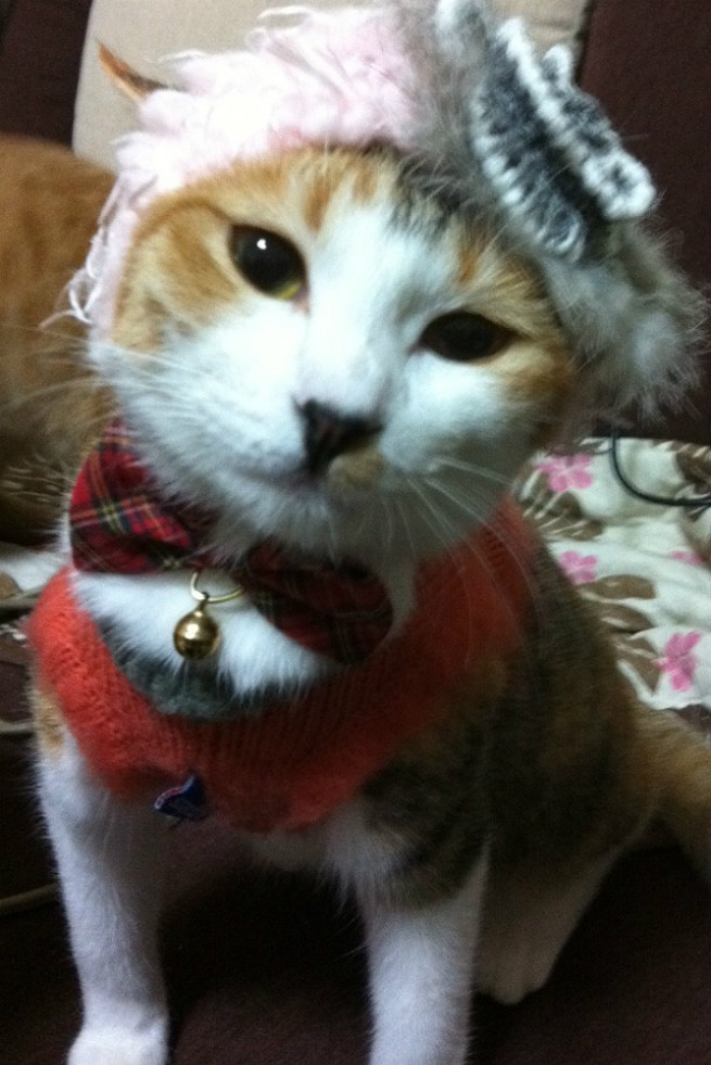 最新のファッションだか知らないけど、あたしをモデルにしないでよ!