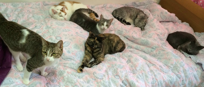 また集まってる!コロコロしなきゃ!