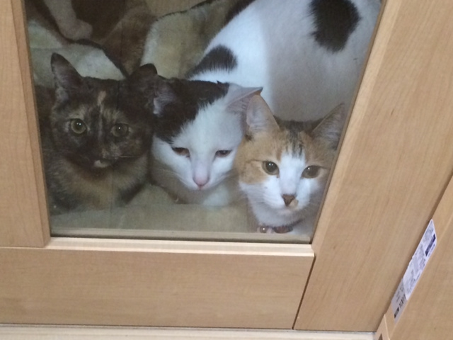 3つの顔が!見てるぅ~!