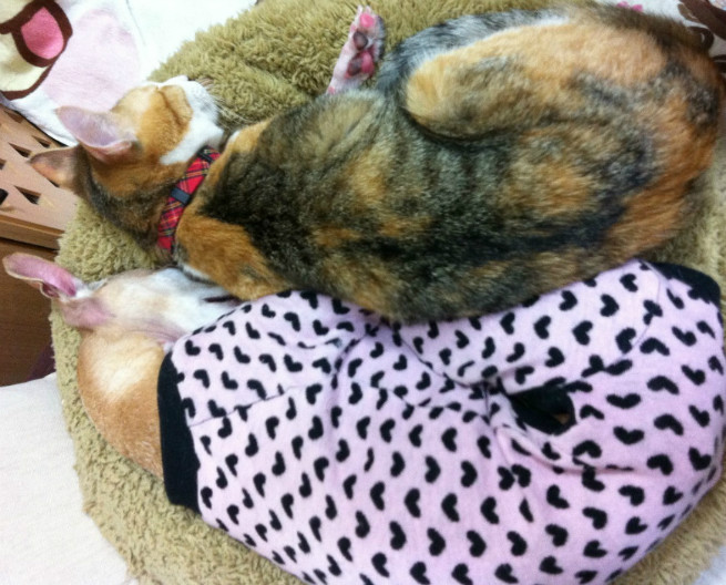 ニャンコに大人気のイタリアングレーハウンドの「リアン」。なつこが寄り添う!