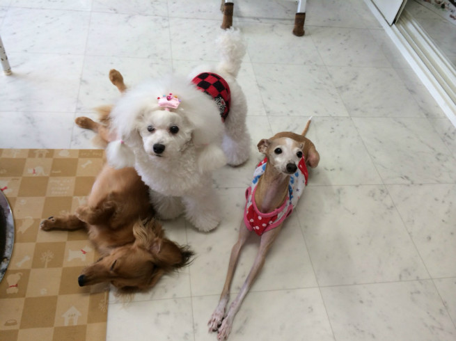 我が子どもたち。いい子です♪